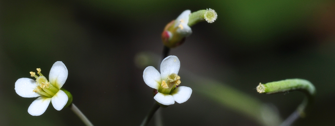 arabidopsis.jpg