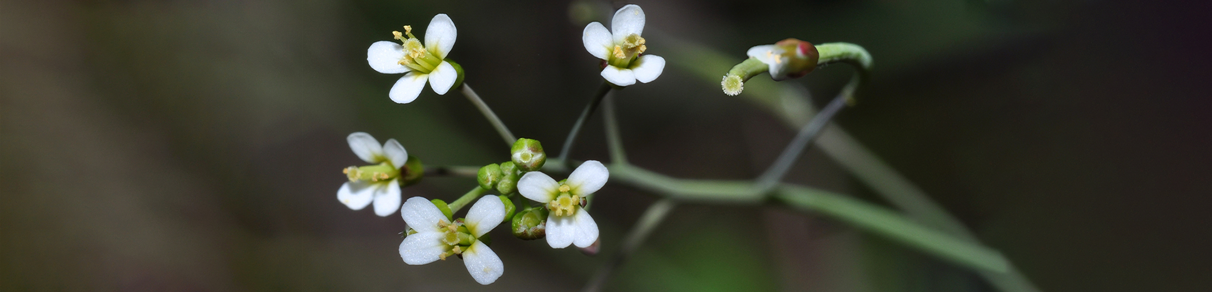 Arabidopsis Thaliana